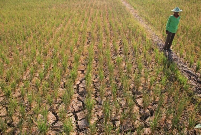 Atasi Potensi Kekeringan Ini Jurus Jitu Dinas Pertanian Garut