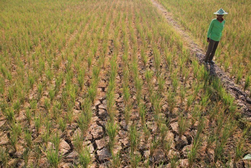 Atasi Potensi Kekeringan Ini Jurus Jitu Dinas Pertanian Garut