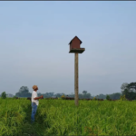 pembangunan rumah burung hantu