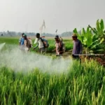 Sawah di Garut Terserang Hama Tikus