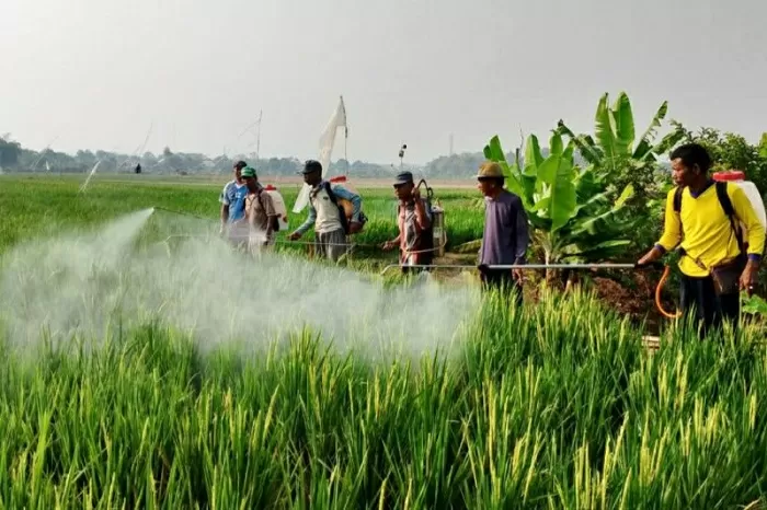 Sawah di Garut Terserang Hama Tikus