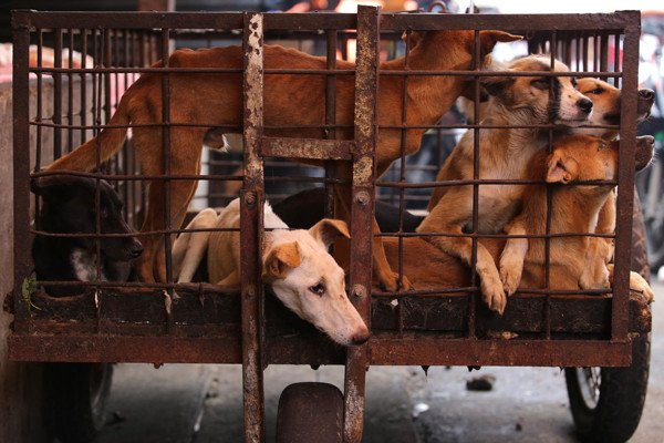 Puluhan Anjing dari Garut Ditumpuk dalam Wagon