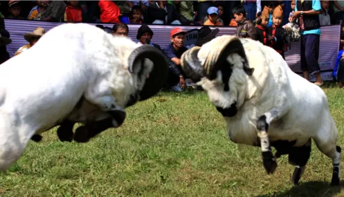 Atraksi Seni Domba Garut