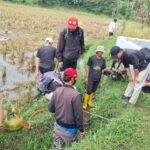 Dinas Pertanian Garut Bersama Petani Kendalikan Tikus Sawah