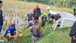 Dinas Pertanian Garut Bersama Petani Kendalikan Tikus Sawah