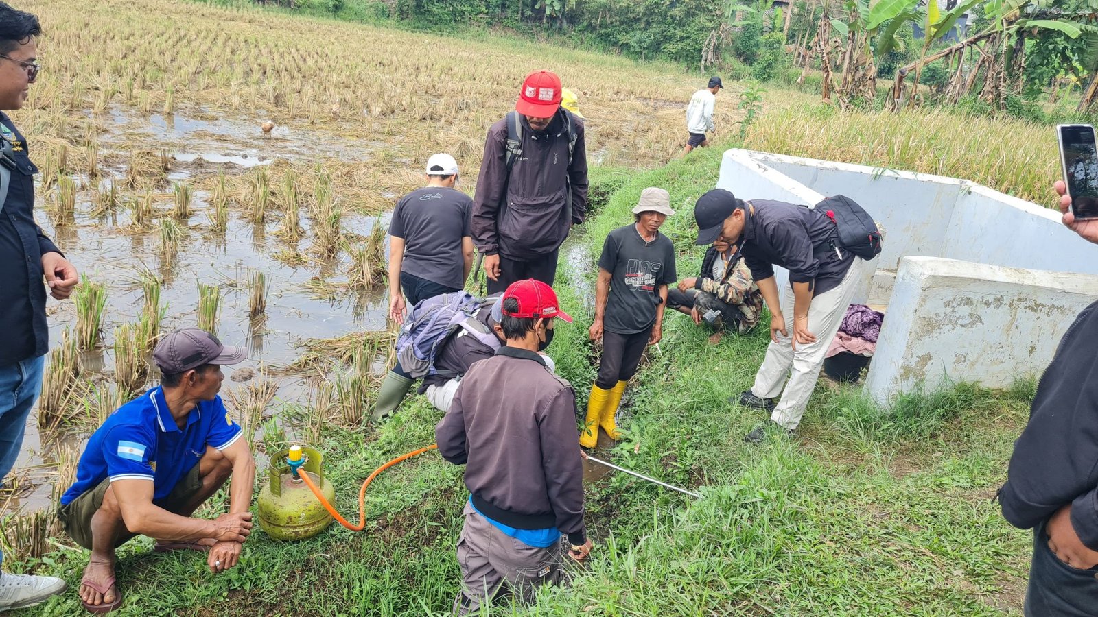 Dinas Pertanian Garut Bersama Petani Kendalikan Tikus Sawah