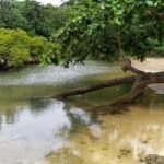 Cagar Alam Leuweung Sancang