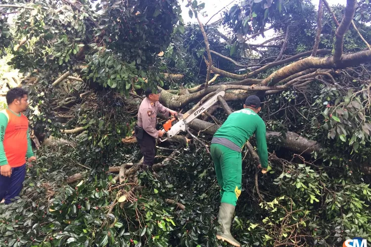 Pohon Beringin Tumbang di Alun‑Alun Tarogong Kaler