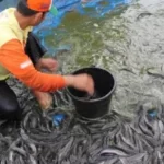 BUMDes Mawa Rahyu Panen Ikan Lele di Cibatu