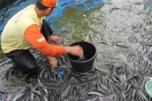 BUMDes Mawa Rahyu Panen Ikan Lele di Cibatu