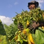 BLT Hasil Cukai Tembakau Disalurkan Lagi di Garut untuk 2025