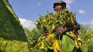 BLT Hasil Cukai Tembakau Disalurkan Lagi di Garut untuk 2025