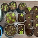Skandal Sekdes di Bungbulang: Tanam Ganja dalam Rumah