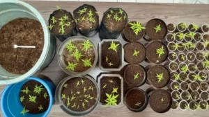 Skandal Sekdes di Bungbulang: Tanam Ganja dalam Rumah