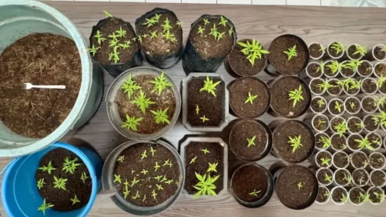 Skandal Sekdes di Bungbulang: Tanam Ganja dalam Rumah