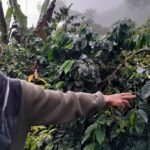 Petani di Banjarwangi Garut Andalkan Kopi untuk Stabilkan Ekonomi