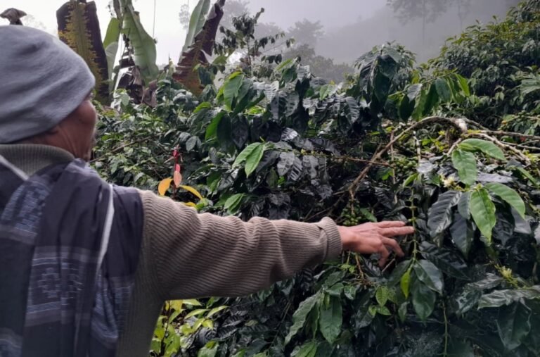Petani di Banjarwangi Garut Andalkan Kopi untuk Stabilkan Ekonomi