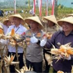 Panen Raya Jagung di Garut