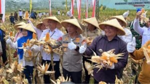 Panen Raya Jagung di Garut